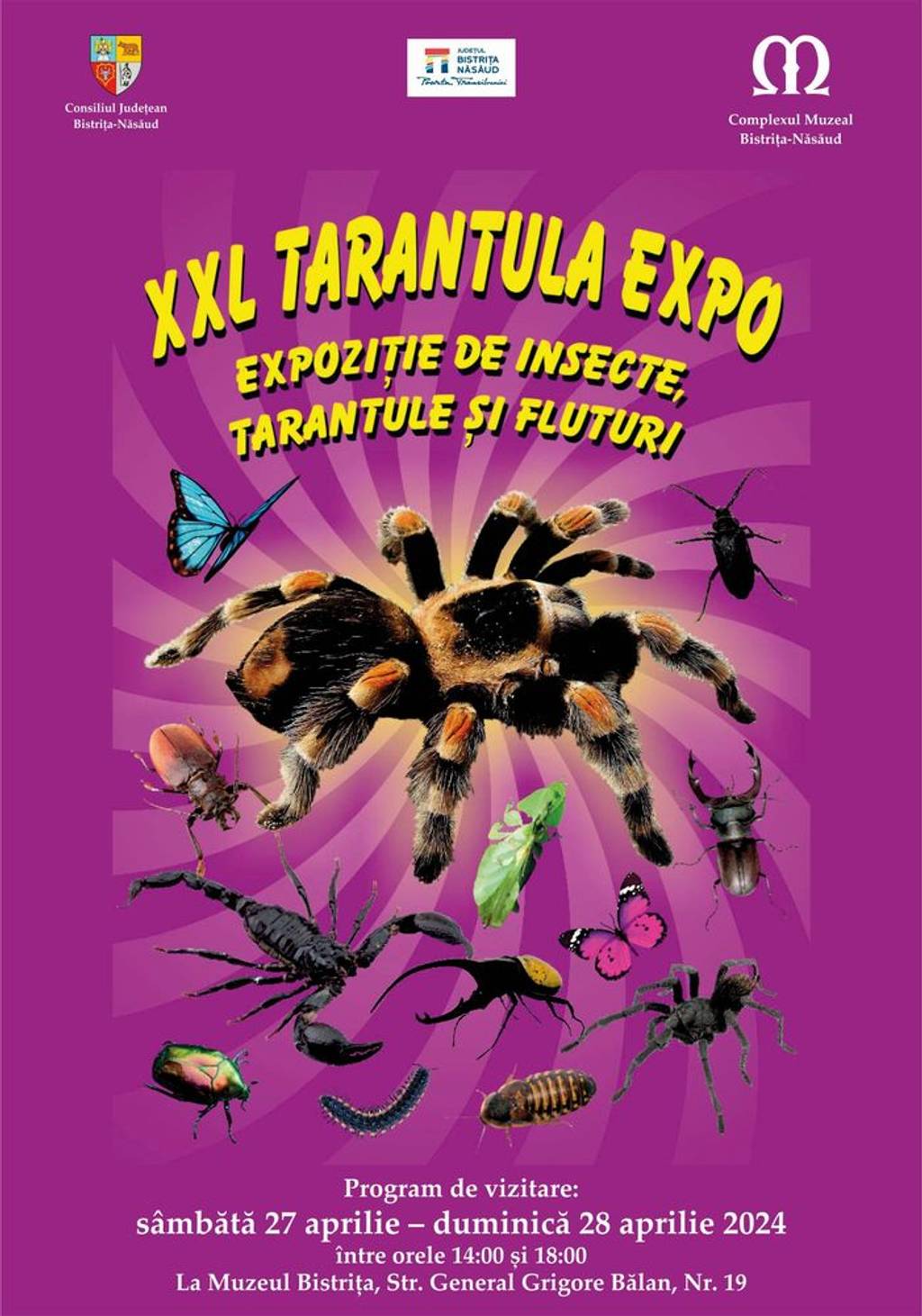 XXL Tarantula Expo