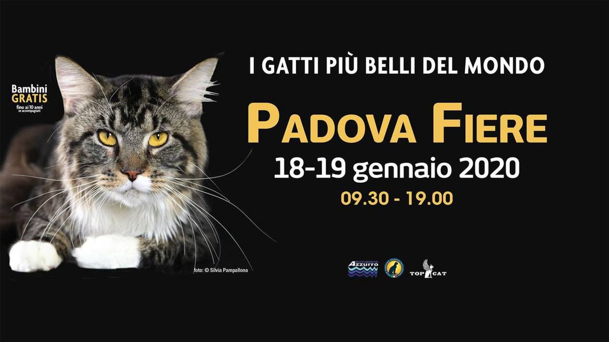 I gatti più belli del mondo‎