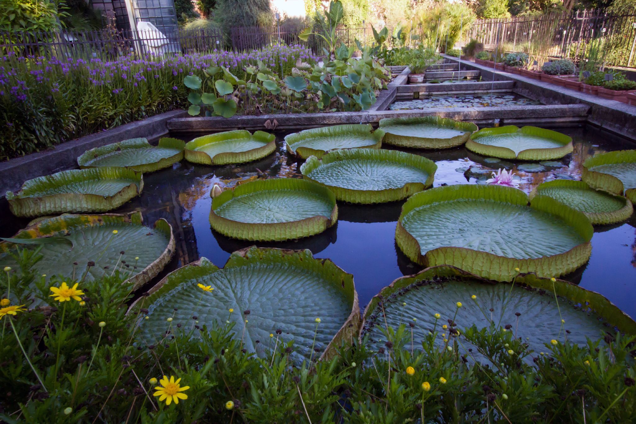 botanical garden, padua