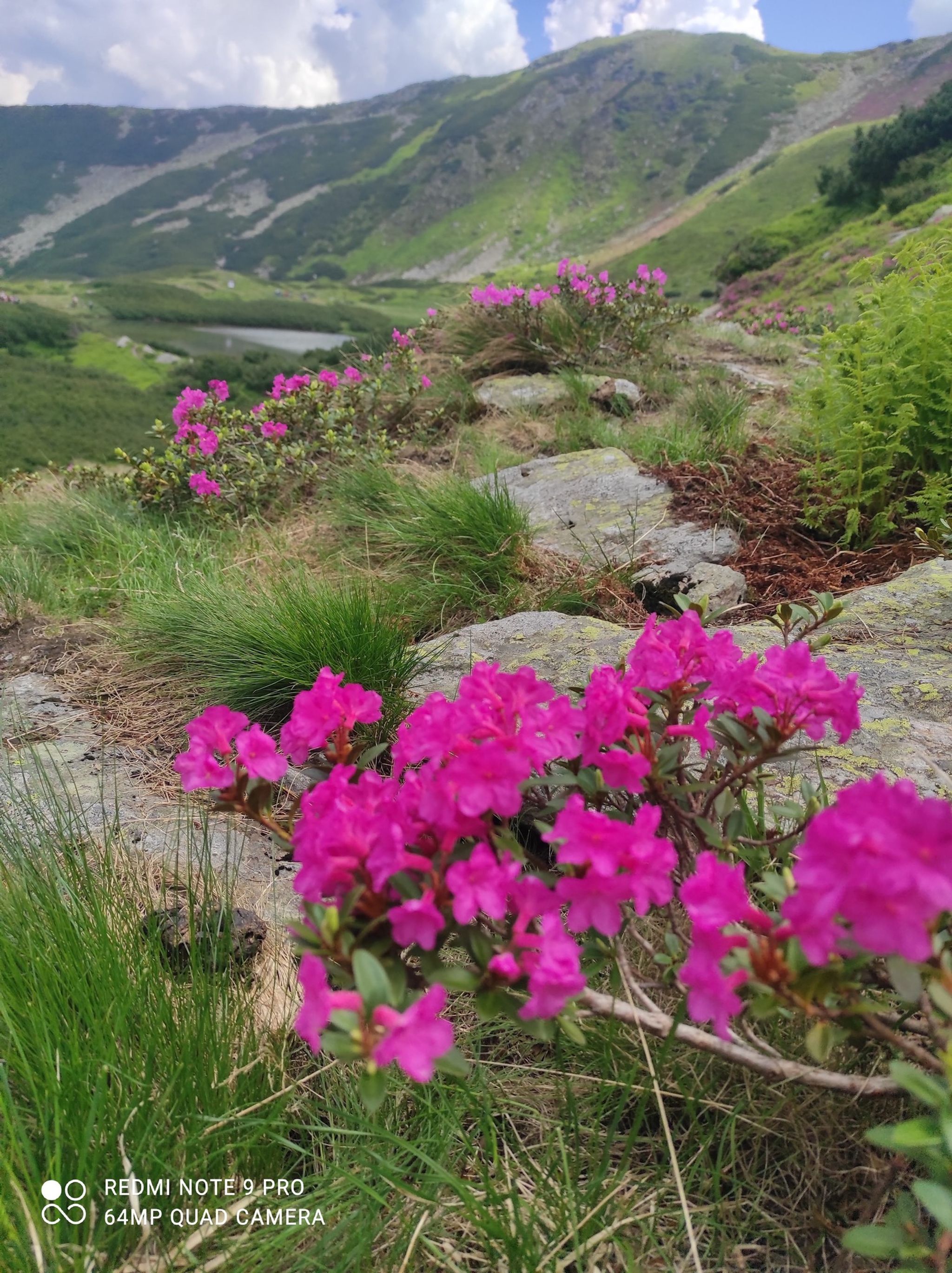 Drumeție începători la rododendron în Munții Rodnei