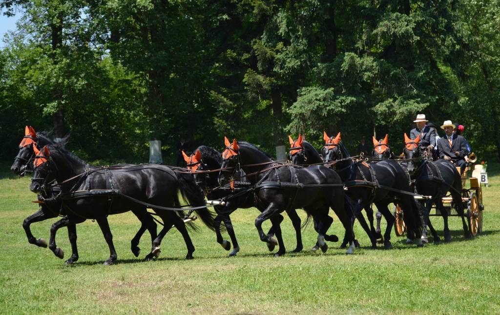 Adunarea Generală a  Federației Internaționale a crescătorilor de cai de rasă Lipițană