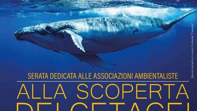 Discovering the cetaceans of our sea