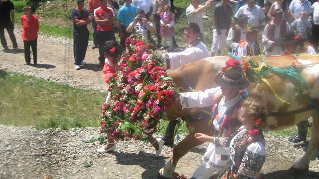 Sărbătoarea "Înstruţatul boului" de la Figa